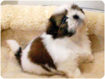 シーズー by イズミペット（岐阜）