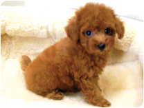 トイプードル by イズミペット（岐阜）