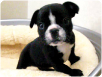 フレンチブルドッグ