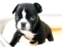 フレンチブルドッグ by イズミペット（岐阜）