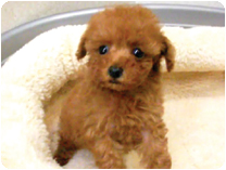 トイプードル by NIPPON PET（大垣）