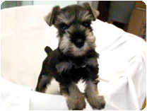 ミニチュアシュナウザー