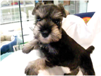 ミニチュアシュナウザー by イズミペット（岐阜）