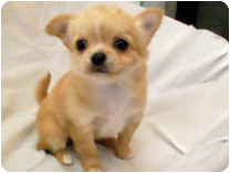 チワワ（ロングコート）