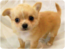 チワワ（ロングコート） by イズミペット（岐阜）