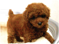 トイプードル by イズミペット（岐阜）