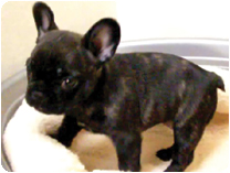 フレンチブルドッグ by IZUMI PETS＆CARE（岐阜のペットショップ）