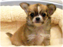 チワワ（ロングコート）