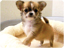 チワワ（ロングコート）by NIPPON PET（大垣）