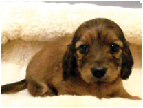 カニンヘンダックスフンド