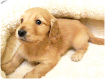 カニンヘンダックスフンド