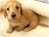 カニンヘンダックスフンド by NIPPON PET（大垣）