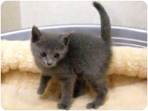 ロシアンブルー