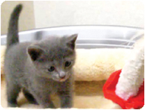 ロシアンブルー by NIPPON PET（大垣）