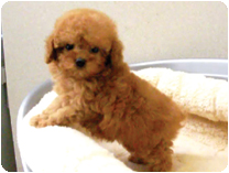 トイプードル by イズミペット（岐阜）