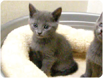 ロシアンブルー