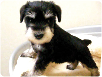 ミニチュアシュナウザー