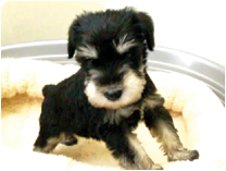  ミニチュアシュナウザー by イズミペット（岐阜）