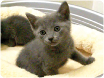 ロシアンブルー