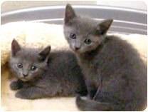 ロシアンブルー by イズミペット（岐阜）