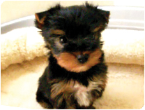 ヨークシャーテリア