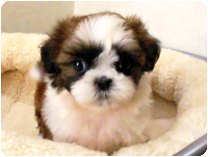 シーズー by イズミペット（岐阜）