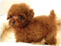 トイプードル by イズミペット（岐阜）