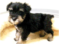 ミニチュアシュナウザー by イズミペット（岐阜）