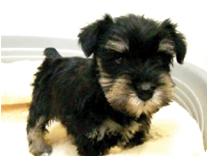 ミニチュアシュナウザー