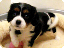 キャバリアキングチャ－ルズスパニエル by NIPPON PET（大垣）