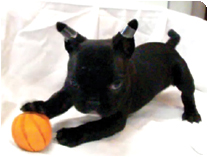 フレンチブルドッグ