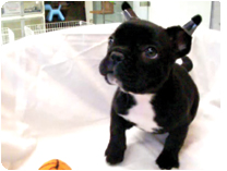 フレンチブルドッグ by イズミペット（岐阜）