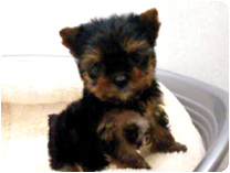 ヨークシャーテリア