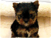 ヨークシャーテリア by イズミペット（岐阜）