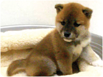 柴犬 by NIPPON PET（大垣）