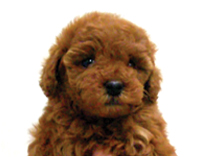 トイプードル by イズミペット（岐阜）