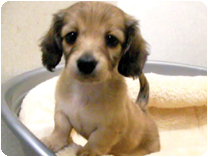 ミニチュアダックス(ロングーヘアー)