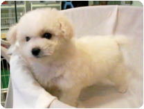 ビション・フリーゼ