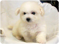 ビション・フリーゼ by イズミペット（岐阜）