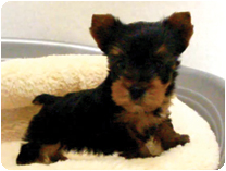 ヨークシャーテリア