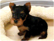 ヨークシャーテリア by イズミペット（岐阜）