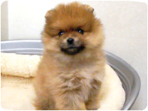 ポメラニアン by イズミペット（岐阜）