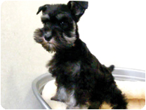 ミニチュアシュナウザー by イズミペット（岐阜）