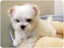 マルチーズ by イズミペット（岐阜）