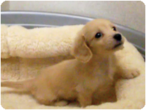 カニンヘンダックスフンド by NIPPON PET（大垣）