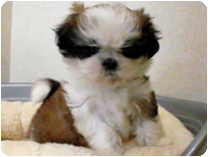 シーズー by NIPPON PET（大垣）