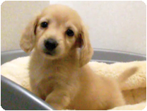 ミニチュアダックス(ロング)