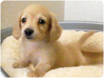 ミニチュアダックスフンド（ロングヘアー） by NIPPON PET（大垣）