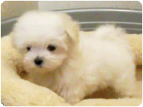 マルチーズ by NIPPON PET（大垣）