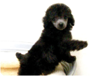 トイプードル by NIPPON PET（大垣）